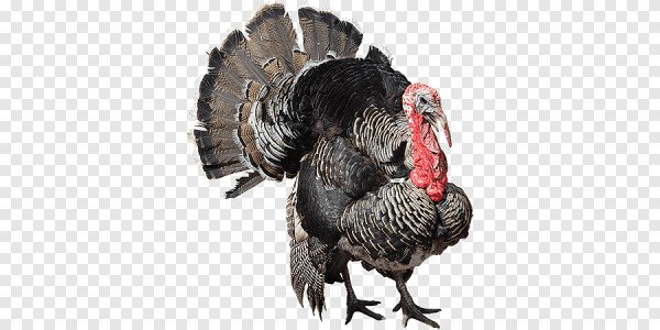 Индюк на прозрачном фоне