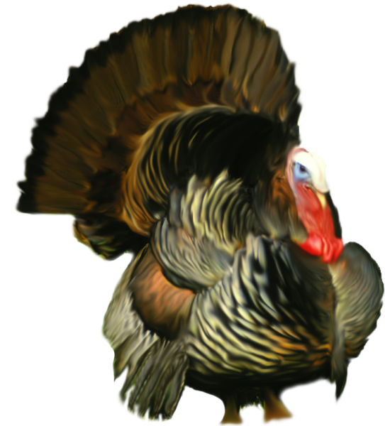 Индейка на прозрачном фоне