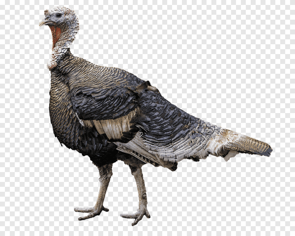 Индейка на белом фоне