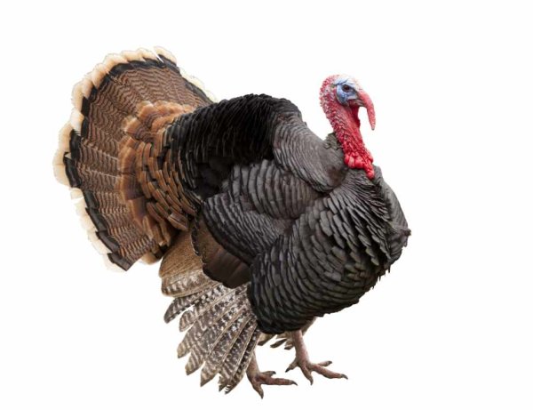 Индюк на белом фоне
