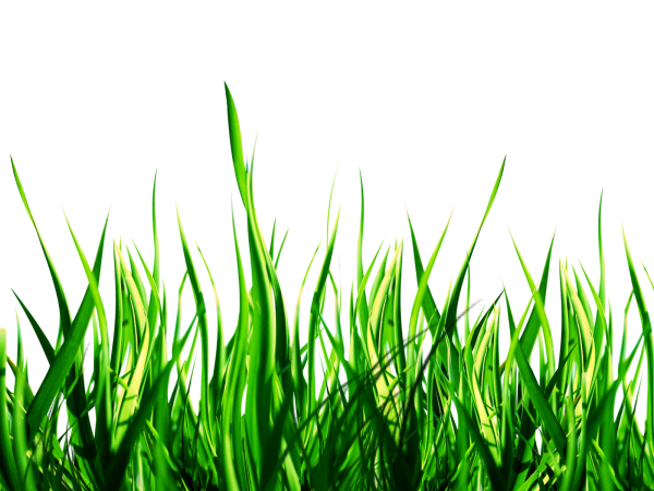 Трава на белом фоне