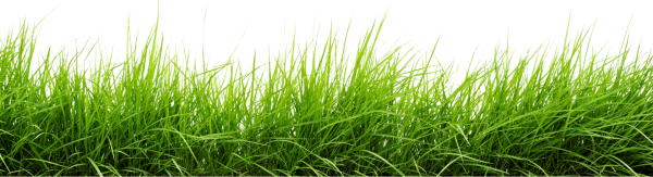 Фартук трава