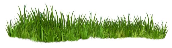 Трава картинка для детей