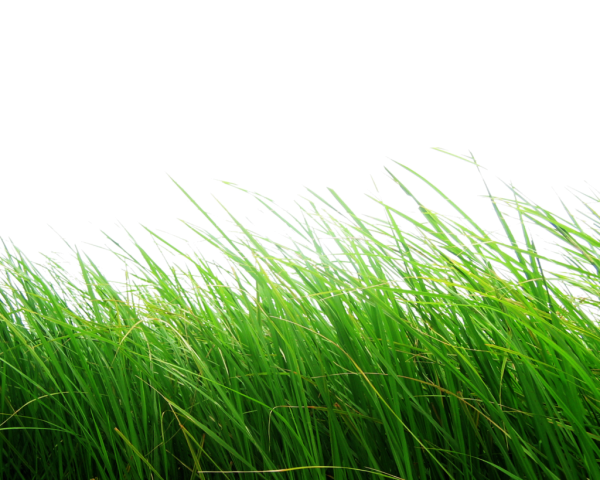 Трава на белом фоне