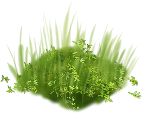 Травка на прозрачном фоне