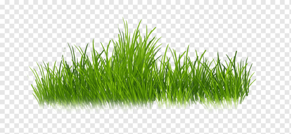 Трава на прозрачном фоне
