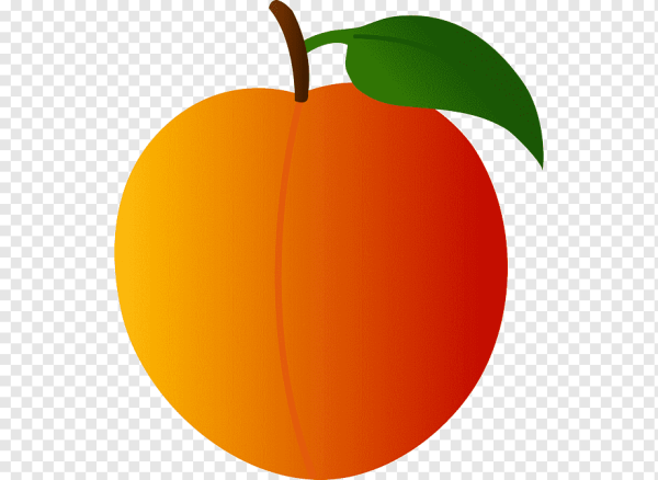 Абрикос вектор