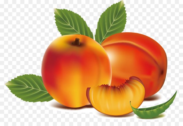 Персик вектор