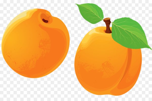Абрикос вектор