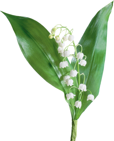 Ландыш Майский