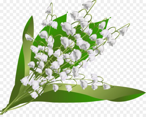 Ландыши на прозрачном фоне