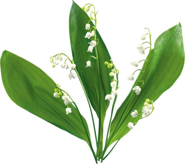 Цветы Ландыши