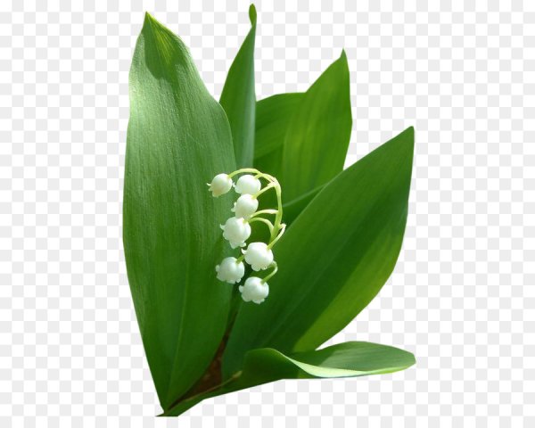 Lily Muguet