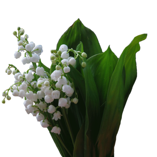 Ландыши подснежники наперстянка букет