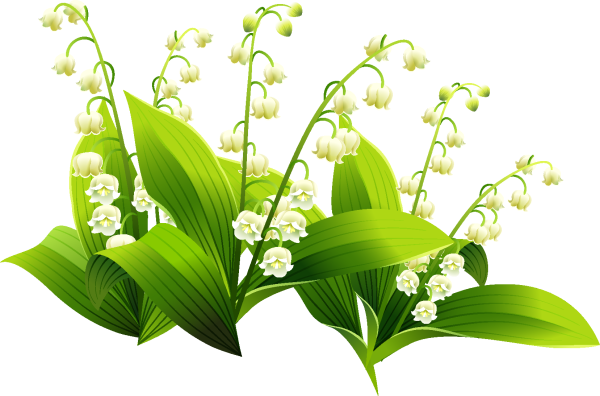 Ландыш Майский вектор