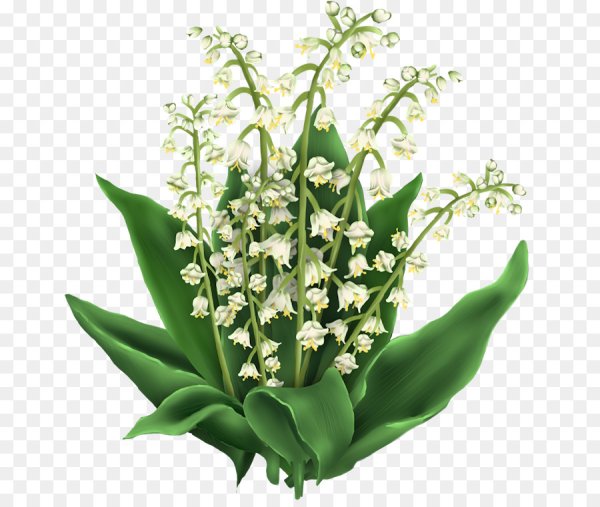 Ландыш вектор