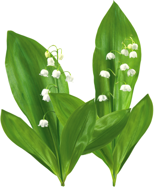 Тюльпаны Ландыши