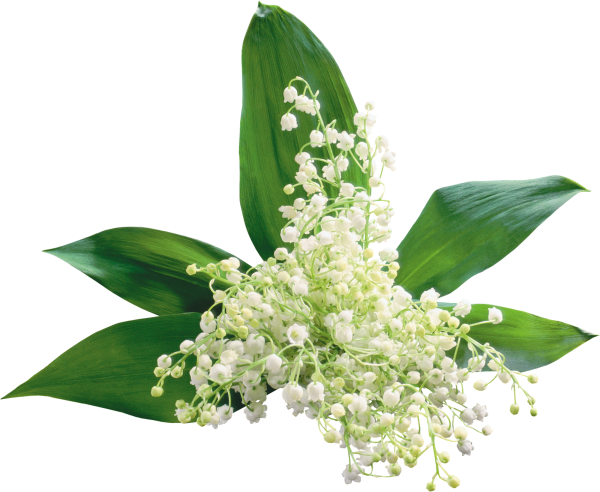 Цветы на прозрачном фоне