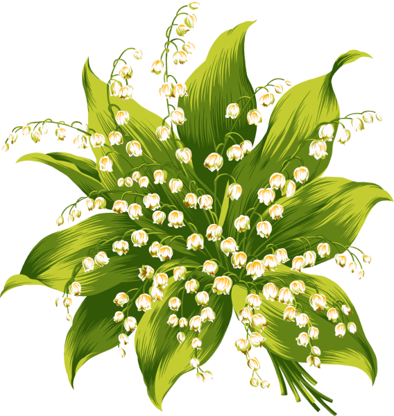 Ландыши на прозрачном фоне для фотошопа