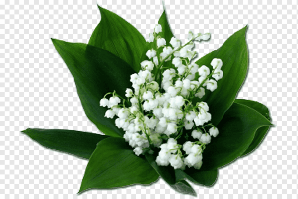 Ландыш для детей