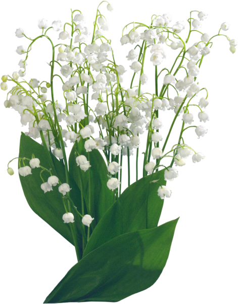 Весенние цветы на белом фоне