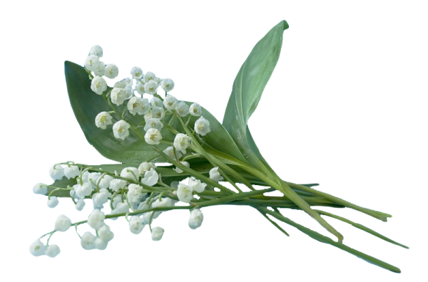 Ветка ландыша