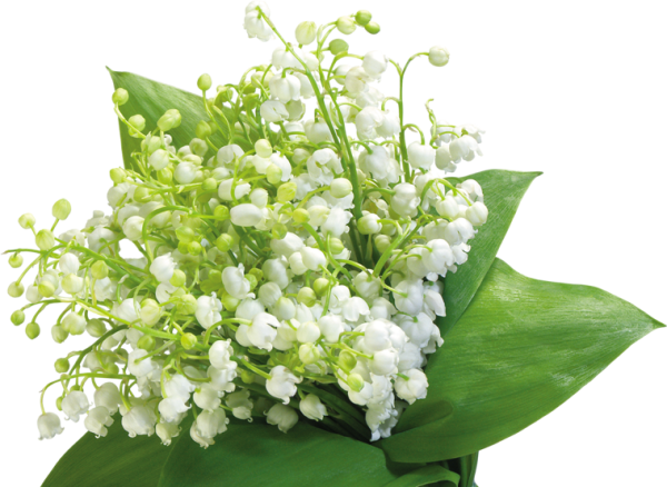 Цветы Ландыши