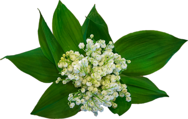 Букет из ландышей и тюльпанов