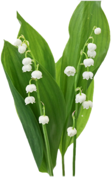 Ландыш на белом фоне