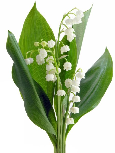 Ландыш на белом фоне