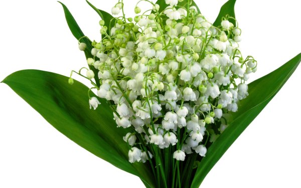 Ландыши на прозрачном фоне