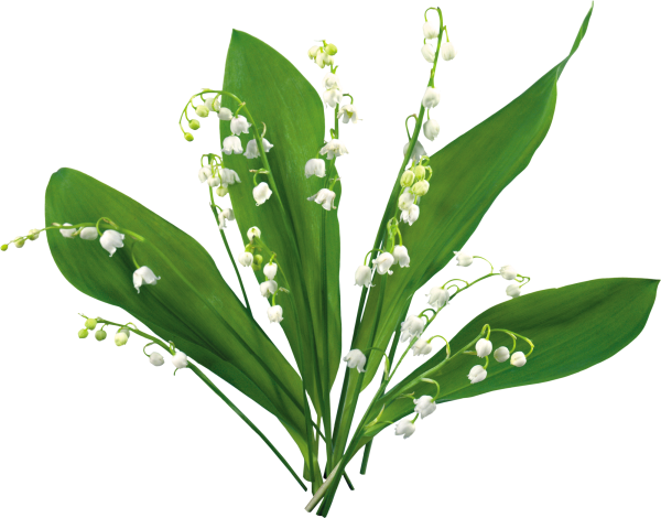 Стебель ландыша