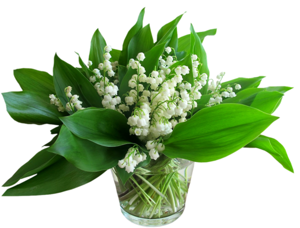 Ландыши на прозрачном фоне