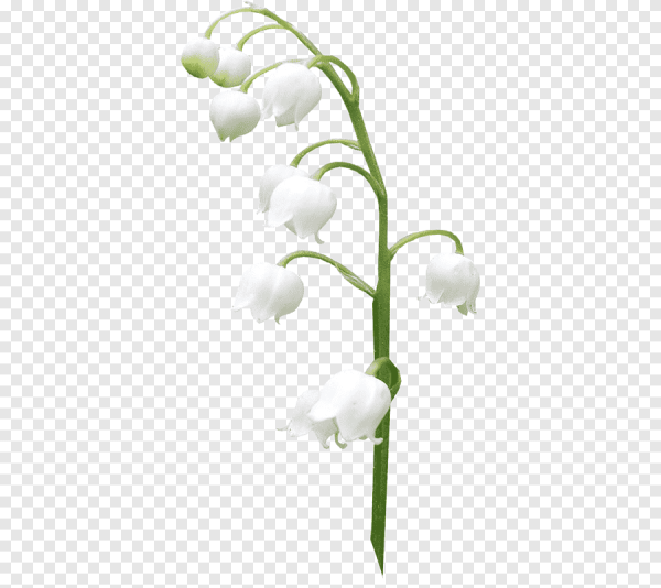 Цветок с белым стеблем