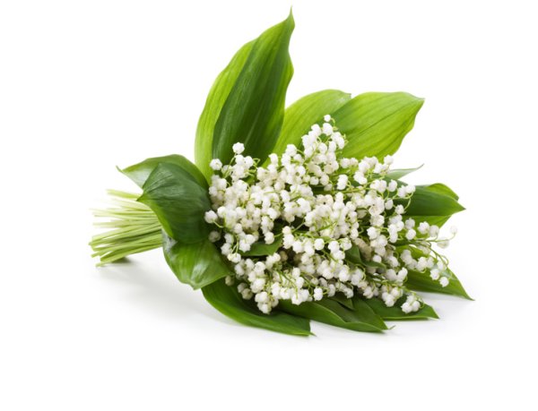 Ландыши фото