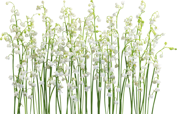 Растения на белом фоне