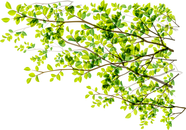 Зеленая ветка