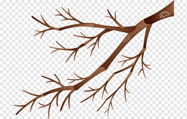 Ветка без листьев на прозрачном фоне