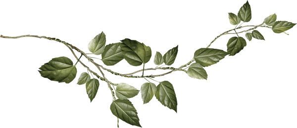 Ветка с листиками