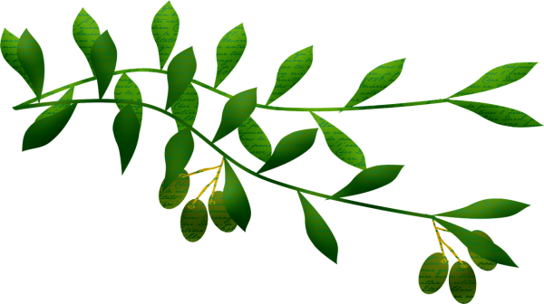 «Оливковая ветвь»первенцев