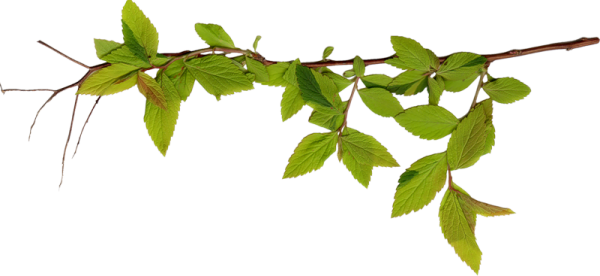 Ветка на прозрачном фоне