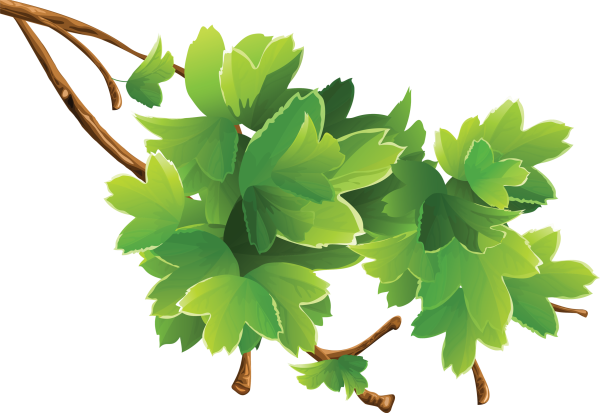 Листва дерева на прозрачном фоне