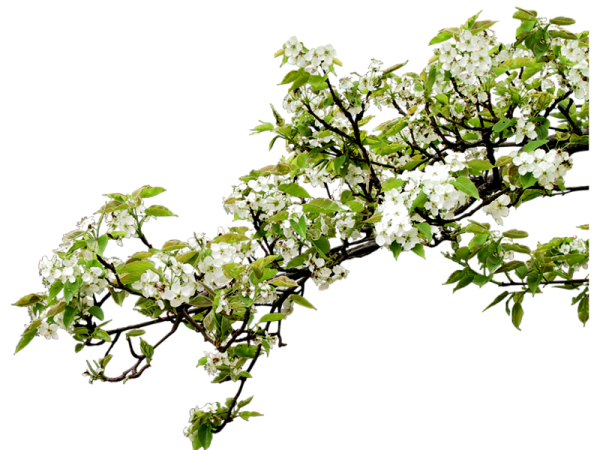 Ветви деревьев