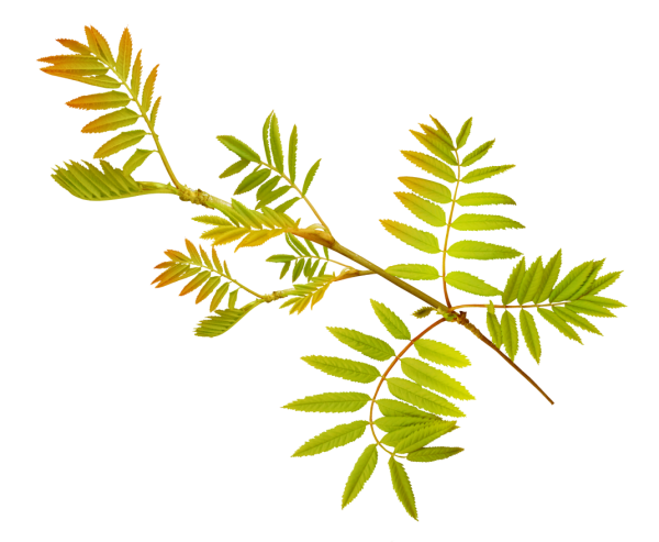 Веточка с листиками