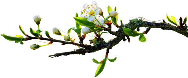 Ветка дерева