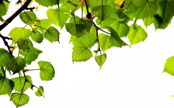 Ветки береза