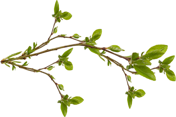 Веточка с почками