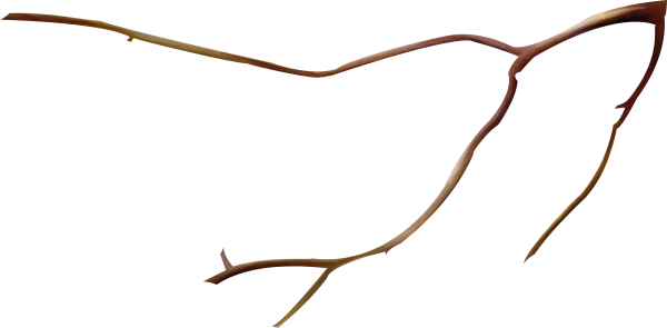 Ветка на прозрачном фоне