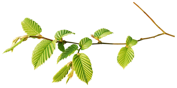 Березовая веточка