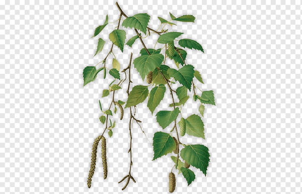 Birch Botanical